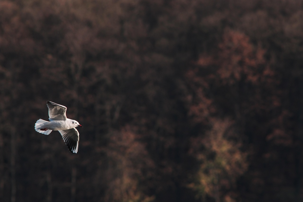 Outdoor community setting
